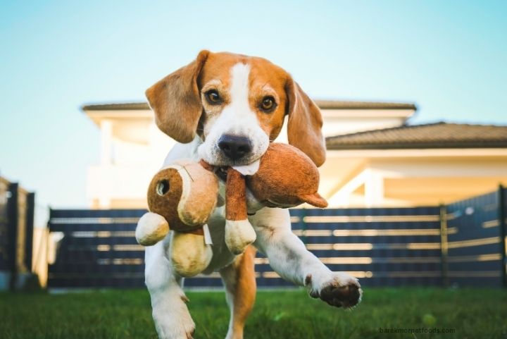 A happy dog and its owner playing fetch outdoors, showcasing the joy of interactive play and strengthening their bond.