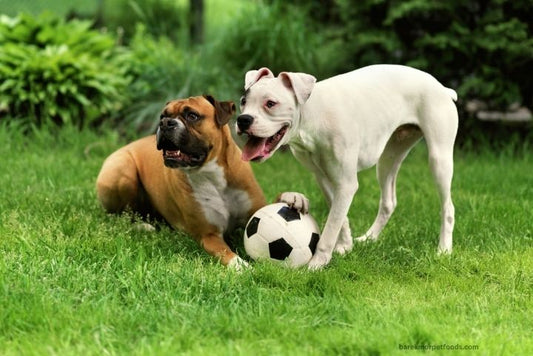 Dog owners safely introducing their pets to other dogs, showcasing positive canine interactions, with guidance from Barekmor® Pet Foods.