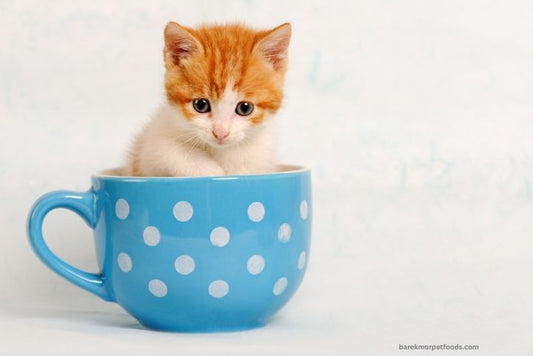 A playful kitten surrounded by pet toys and essentials.