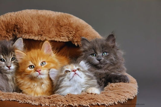 A cat bed with curious kittens exploring a safe, pet-proofed living room