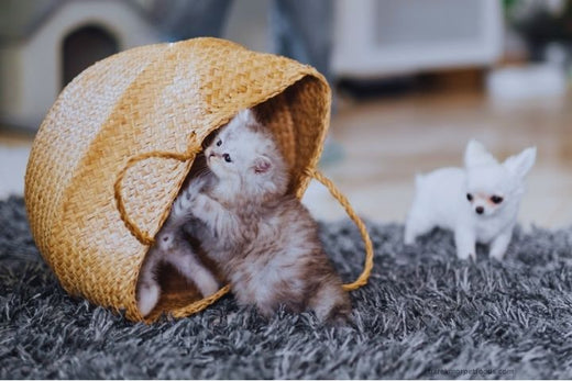 A playful puppy and a curious kitten enjoying their meals, emphasizing the importance of vaccinations and nutritious diets for healthy growth.