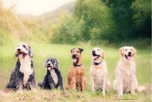 Top 10 Popular Dog Breeds in the UK: Characteristics and Care Tips