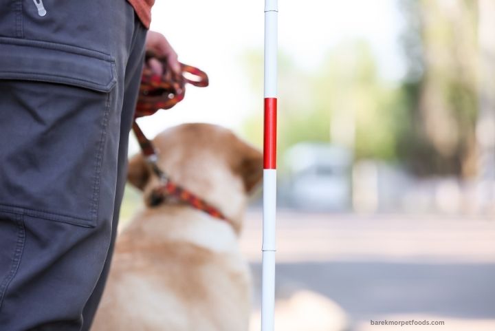 A guide dog leading its visually impaired handler confidently through a busy street, showcasing their bond and teamwork.