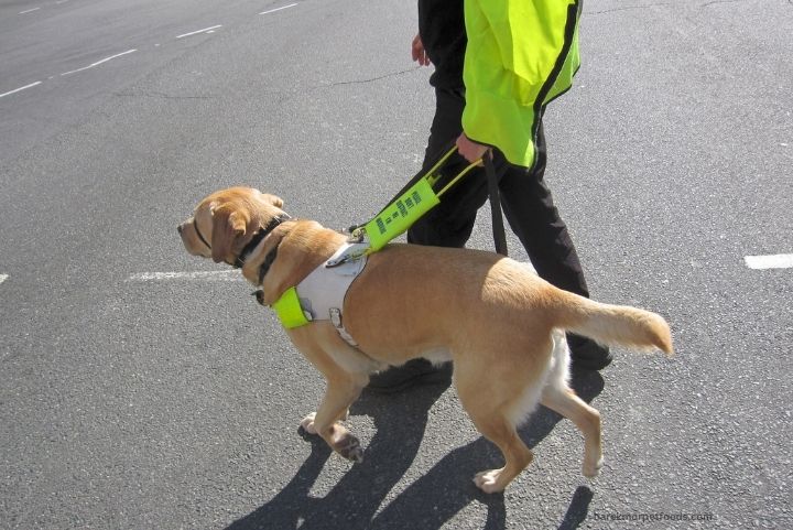 A guide dog leading its handler safely across a busy street, demonstrating focus and the strong bond between them.