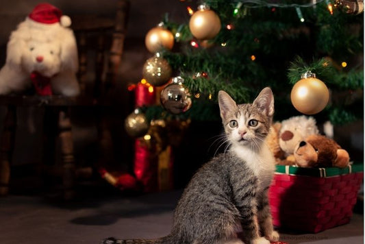 A happy cat with their owner celebrating New Year's resolutions, sitting near a cozy fireplace with a resolution checklist.