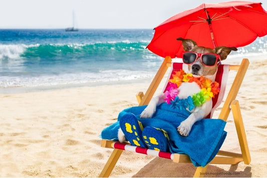 A happy dog enjoying a safe and fun beach day with its owner, with Barekmor® Pet Foods treats and a beach umbrella for shade.