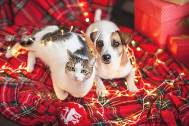 A dog happily playing with a puzzle toy indoors while a cat watches from a cozy bed near a window, enjoying a warm and engaging winter day