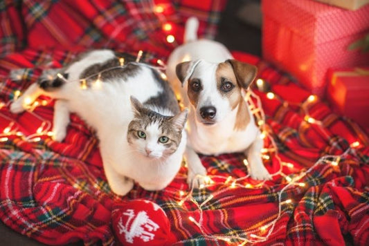 A dog happily playing with a puzzle toy indoors while a cat watches from a cozy bed near a window, enjoying a warm and engaging winter day