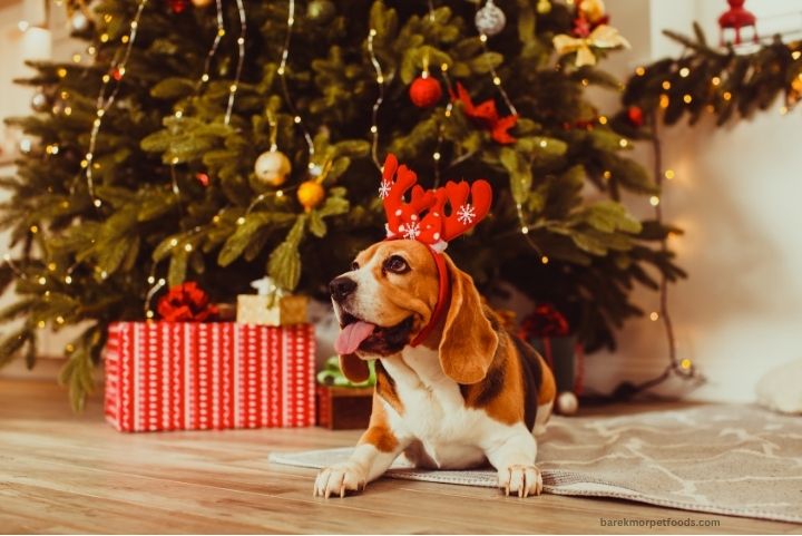 A joyful dog surrounded by holiday-themed, handmade gifts including treats, toys, and custom accessories in a festive setting.