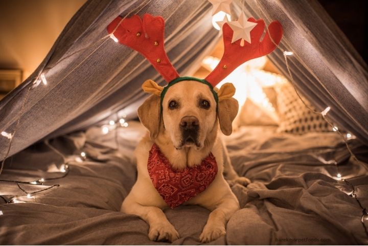 A cozy indoor winter wonderland setup for pets, featuring plush beds, festive toys, and a playful sensory area designed for cats and dogs.