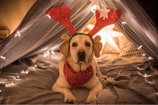 A cozy indoor winter wonderland setup for pets, featuring plush beds, festive toys, and a playful sensory area designed for cats and dogs.