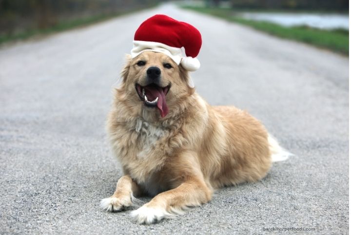 A cozy holiday photoshoot featuring a happy dog wearing a festive sweater, sitting in front of a twinkling Christmas tree with beautifully wrapped gifts.