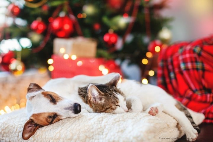 A happy dog wearing a festive red Santa hat surrounded by holiday decorations, with a cozy pet bed and a stocking hung nearby.