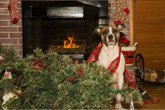 A happy dog sitting beside a beautifully decorated Christmas tree, surrounded by pet-safe gifts and holiday décor.