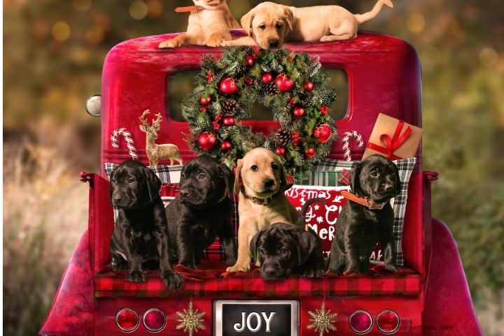 A happy dog in a travel carrier sitting next to a suitcase, ready for a holiday adventure, with festive holiday décor in the background.