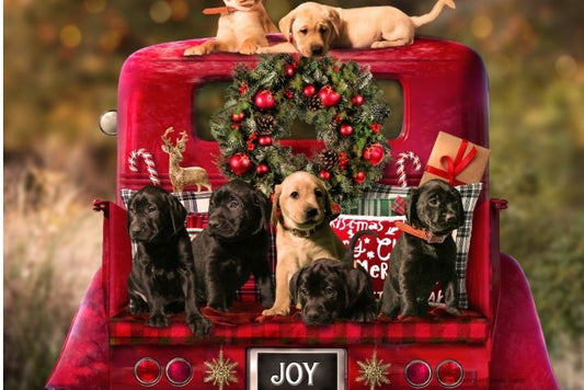 A happy dog in a travel carrier sitting next to a suitcase, ready for a holiday adventure, with festive holiday décor in the background.