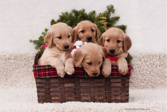 Happy puppies wearing a festive bandana, sitting beside a cozy bed with holiday-themed pet toys and treats, capturing the holiday spirit for pets.