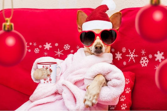 Happy pets and their owners enjoying a festive holiday party in a beautifully decorated pet-friendly home.