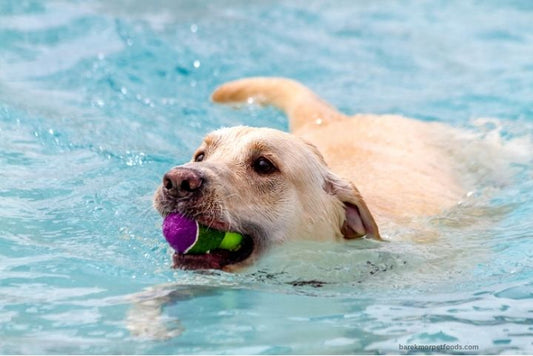 Labrador Dog swimming, showcasing a healthy, shiny coat after summer shedding care.
