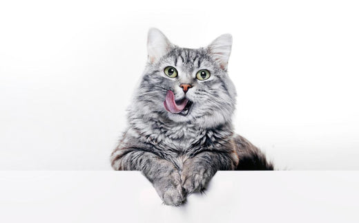 A healthy cat eating from a bowl of nutritious food, emphasizing the importance of a balanced diet for overall well-being.