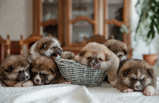 Cute puppies in a basket Barekmor Pet foods