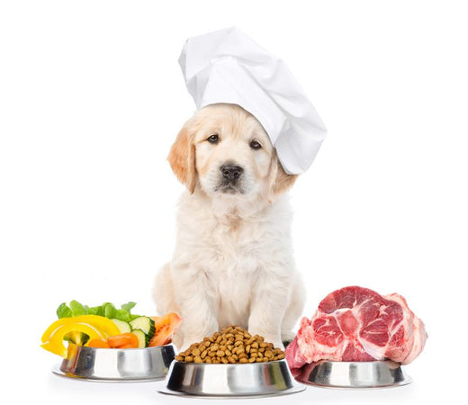 A happy Golden Retriever puppy sitting with a bag of Barekmor® Hypoallergenic Pet Food ingredients, showcasing the benefits of grain-free, UK-made nutrition for pets with food sensitivities.